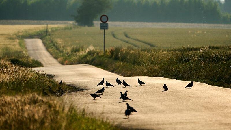 Bis zu 38 Grad können es am Mittwoch in Rheinland-Pfalz werden.