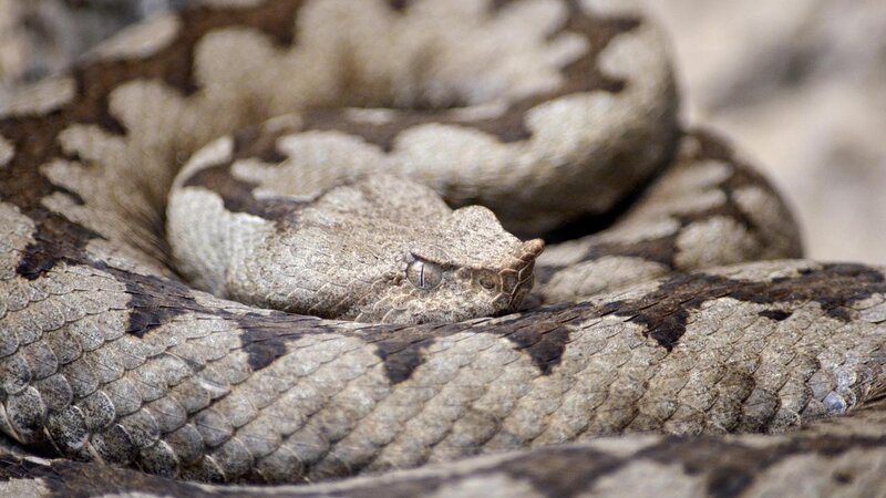 Hornviper, Symbolfoto