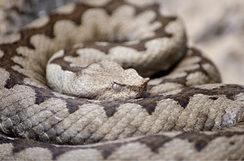 Hornviper, Symbolfoto Hornviper, Symbolfoto