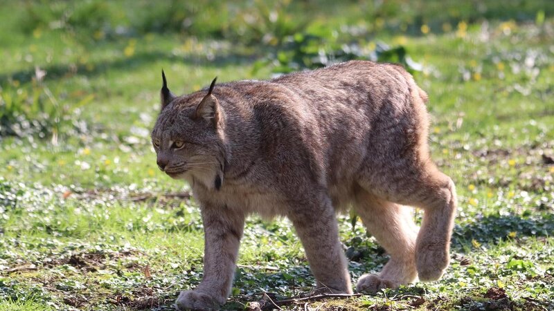 Luchs (Symbolbild).