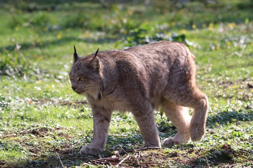 Luchs (Symbolbild). Luchs (Symbolbild).