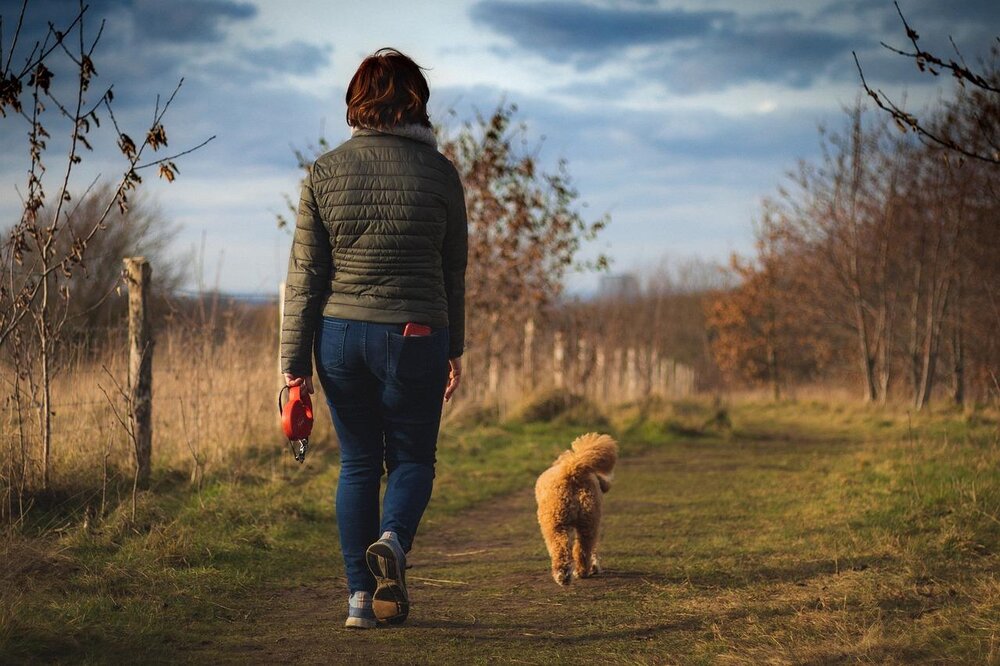 Freilaufender Hund, Symbolbild Freilaufender Hund, Symbolbild