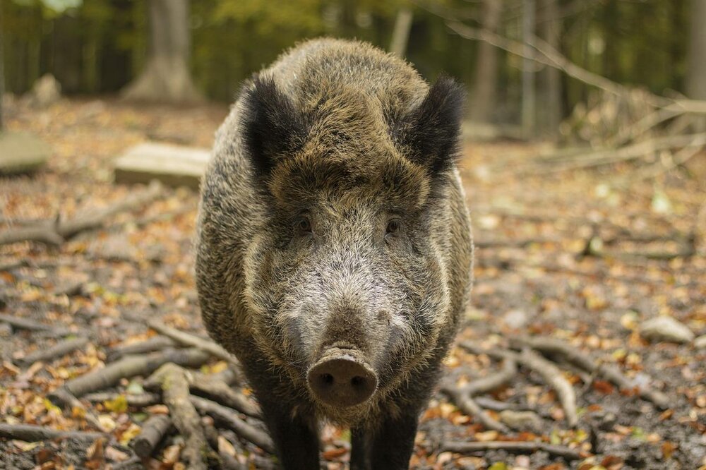 Wildschweine Wildschweine