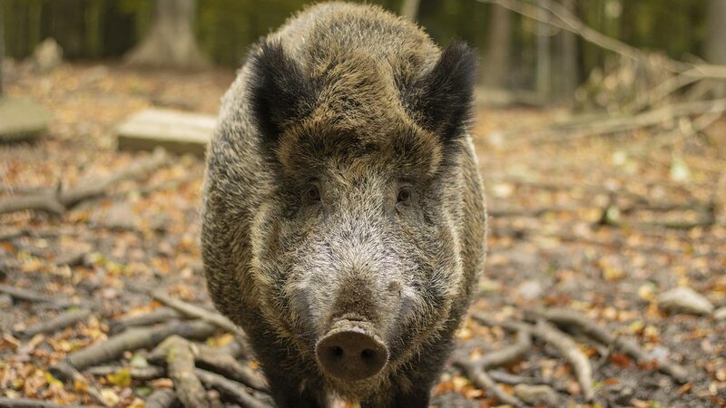 Wildschweine