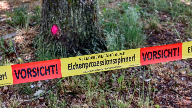 Eichen-Prozessionsspinner (Symbolbild) 13 Prozent aller Eichen in Koblenz vom Prozessionsspinner befallen