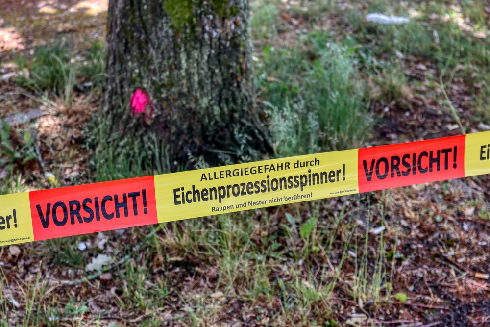 Eichen-Prozessionsspinner (Symbolbild)