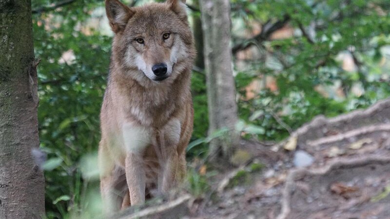 Wolf, Symbolbild