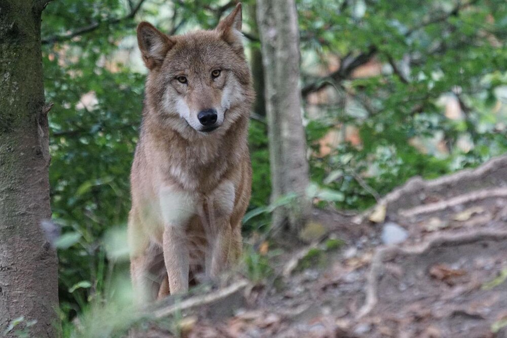 Wolf, Symbolbild
