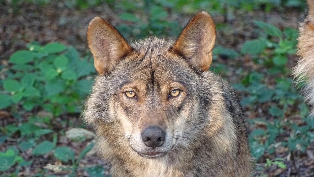 Wolf Wolf