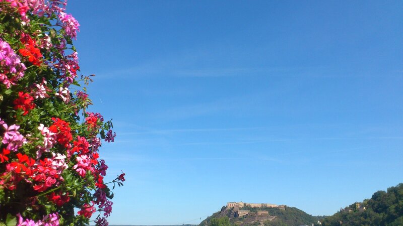 Blumen in Koblenz (Symbolbild)