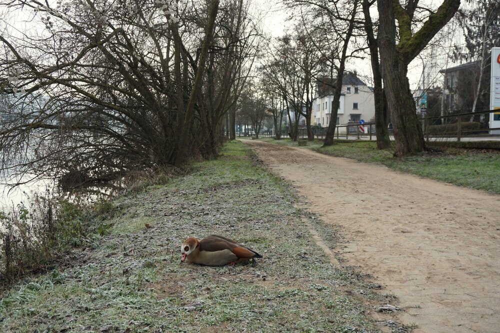 Der Hochwasserdreck kann wegen des Frosts nicht entfernt werden. Die Leinpfade, wie hier am Moselufer in Güls, bleiben deshalb vorerst gesperrt. Der Hochwasserdreck kann wegen des Frosts nicht entfernt werden. Die Leinpfade, wie hier am Moselufer in Güls, bleiben deshalb vorerst gesperrt.
