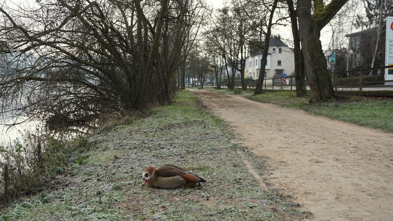 Der Hochwasserdreck kann wegen des Frosts nicht entfernt werden. Die Leinpfade, wie hier am Moselufer in Güls, bleiben deshalb vorerst gesperrt.