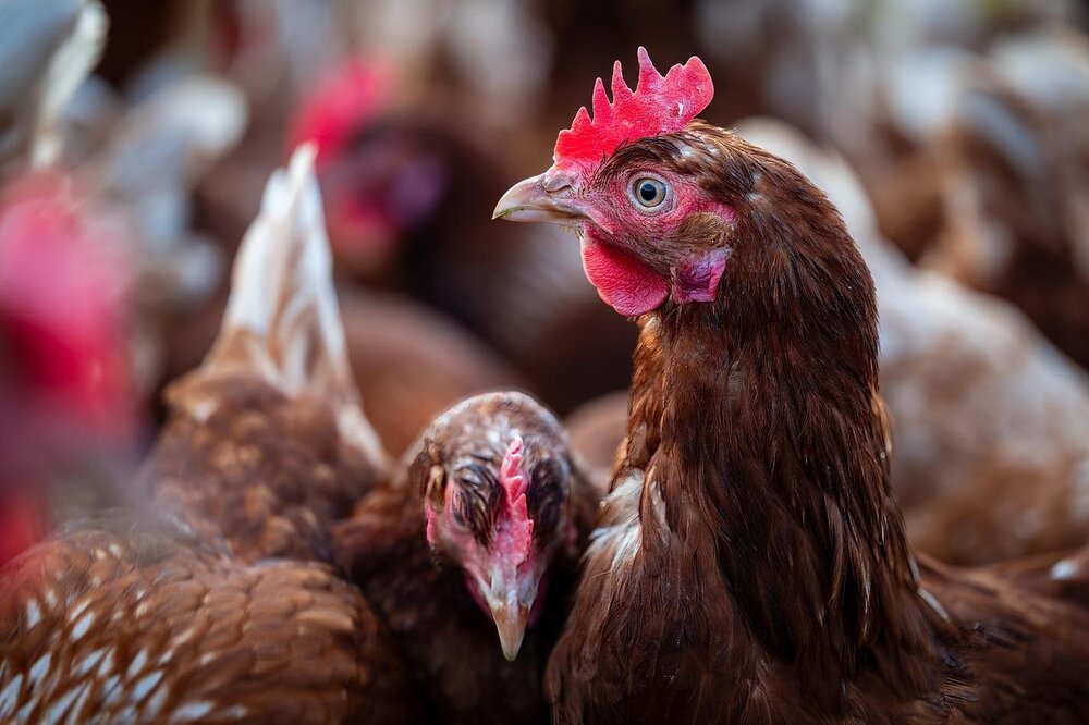 Huhn (Symbolbild) Huhn (Symbolbild)