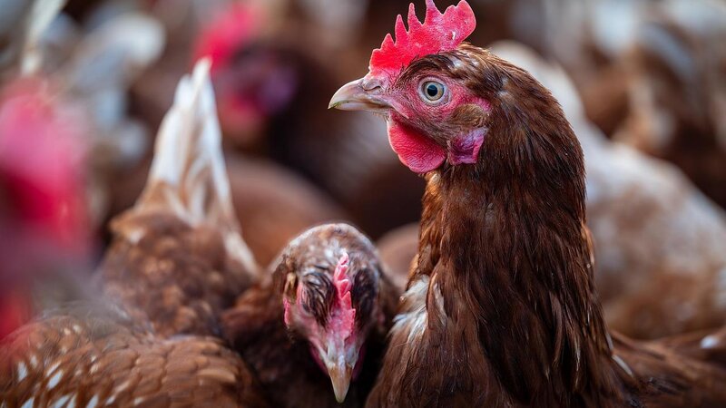 Huhn (Symbolbild)