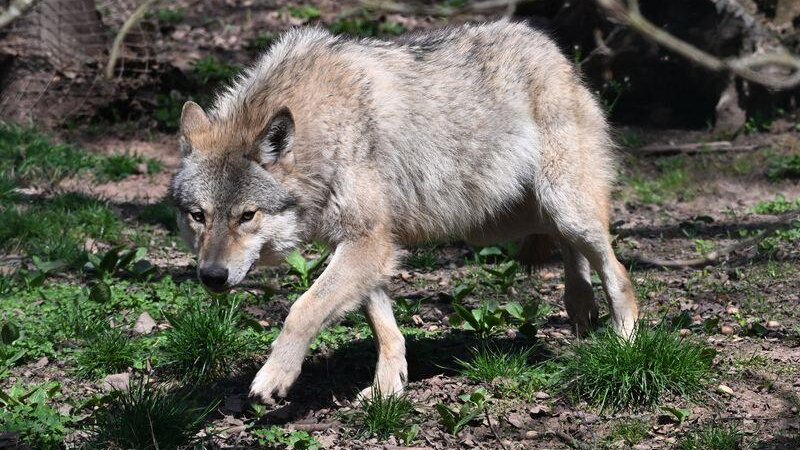 In Rheinland-Pfalz sind vier Wolfsrudel ansässig. (Archivbild)