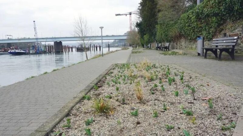 In den neu bepflanzten Beeten am Pfaffendorfer Rheinufer ist der Frühling schon zu erahnen. Damit sie sich gut entwickeln, sollten Hunde ferngehalten werden.