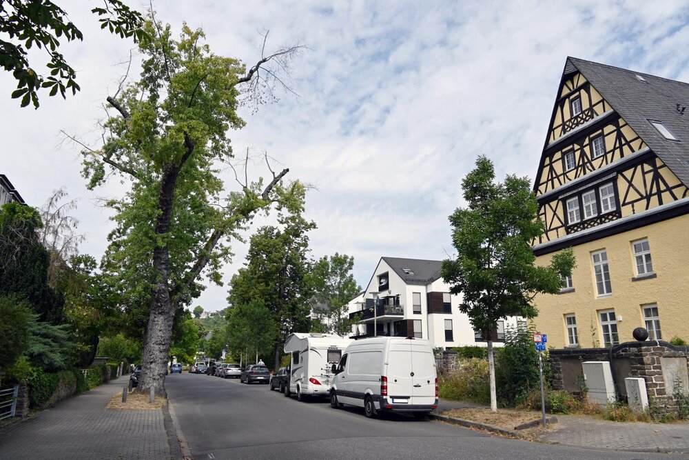 Das Stadtbaummanagement muss unter anderem einen etwa 70 Jahre alten Silberahorn in der Beethovenstraße in Koblenz fällen. Er stirbt ab.