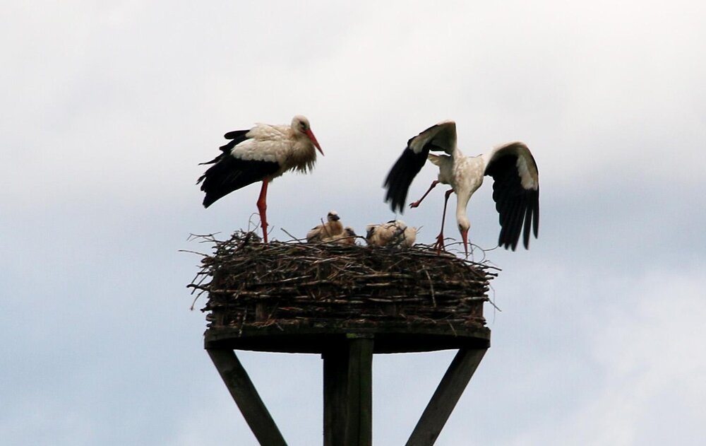 Die Storchenplattform bietet einer Weißstorch-Familie ein Zuhause. Die Storchenplattform bietet einer Weißstorch-Familie ein Zuhause.