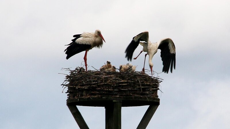 Die Storchenplattform bietet einer Weißstorch-Familie ein Zuhause.