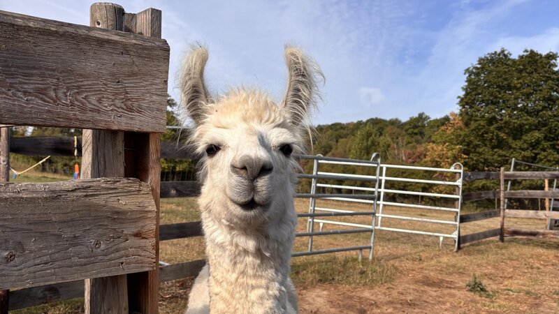 Bei Glückslama in Brey sind sowohl Lamas als auch Hühner zu Hause.
