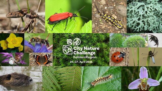 15 unterschiedliche Arten auf dem Campus der Universität Koblenz laden diese Woche zur Beteiligung an der ersten City Nature Challenge KoblenzRegion ein. Bild: Kerstin Haastert, basierend auf Koblenz erstmals bei weltweitem Wettbewerb dabei
