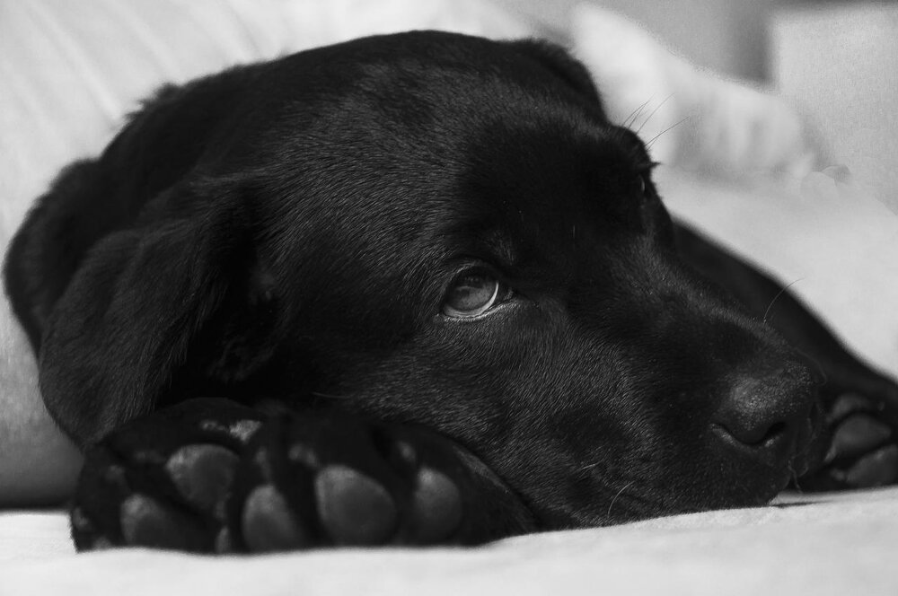 Symbolbild eines Hundes Symbolbild eines Hundes