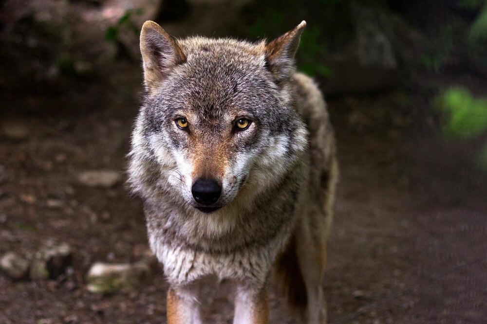 Symbolbild eines Wolfes Symbolbild eines Wolfes