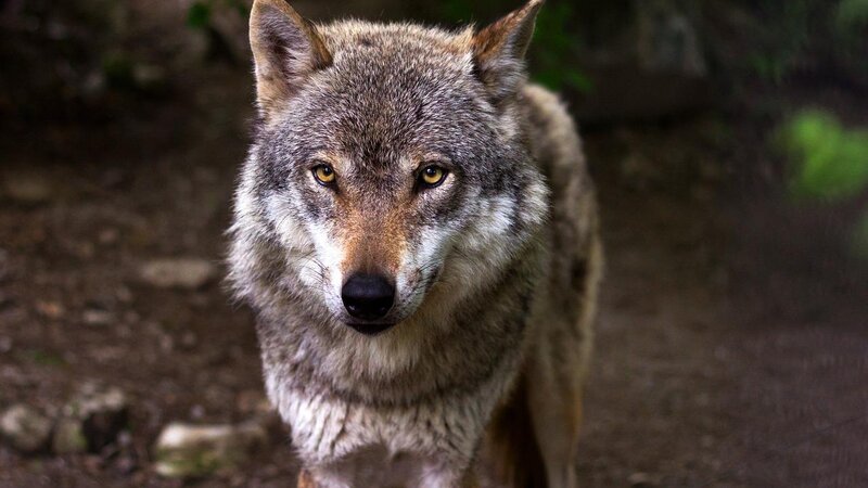 Symbolbild eines Wolfes