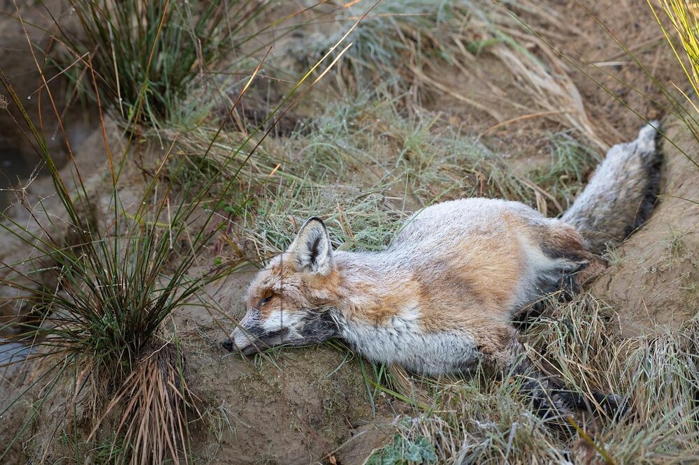 Fuchs
