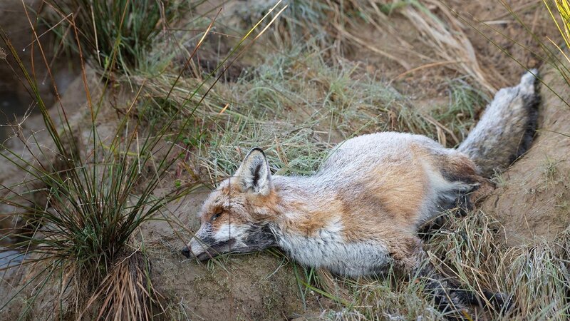 Fuchs