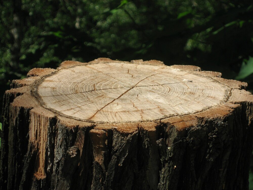 Baumstumpf (Symbolbild) Baumstumpf (Symbolbild)