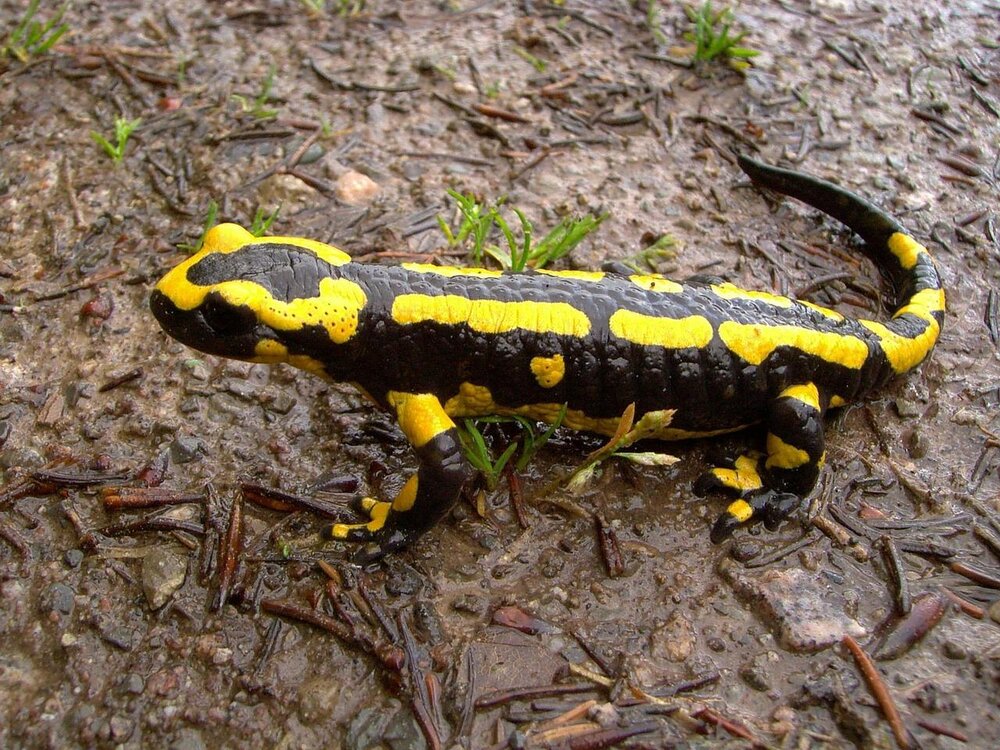 Feuersalamander Feuersalamander