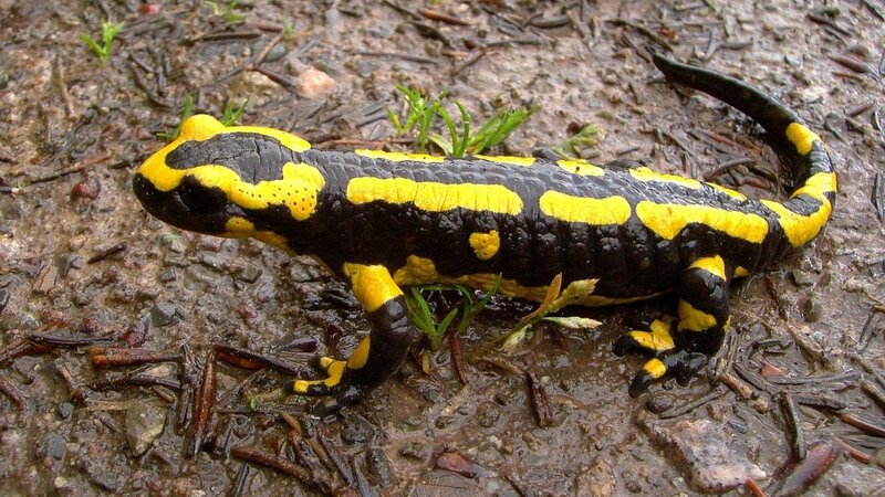 Feuersalamander