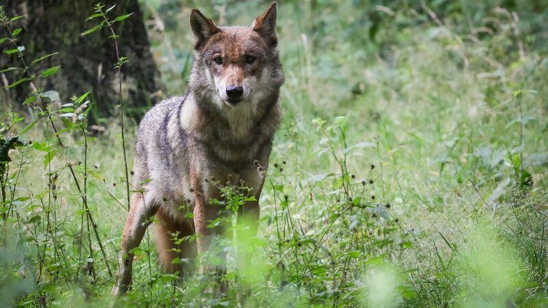 Der Abschuss eines Wolfes sei grundsätzlich eine Straftat, hieß es, Symbolbild