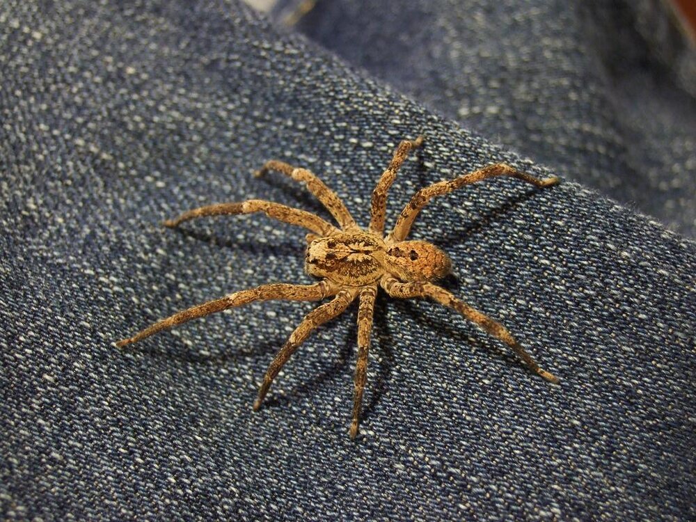 Nosferatu-Spinne (Symbolbild) Nosferatu-Spinne (Symbolbild)