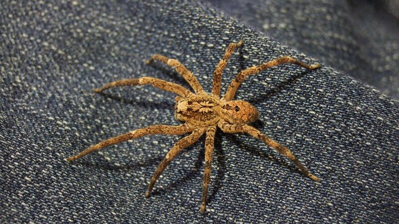 Nosferatu-Spinne (Symbolbild)
