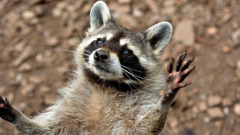 Waschbär