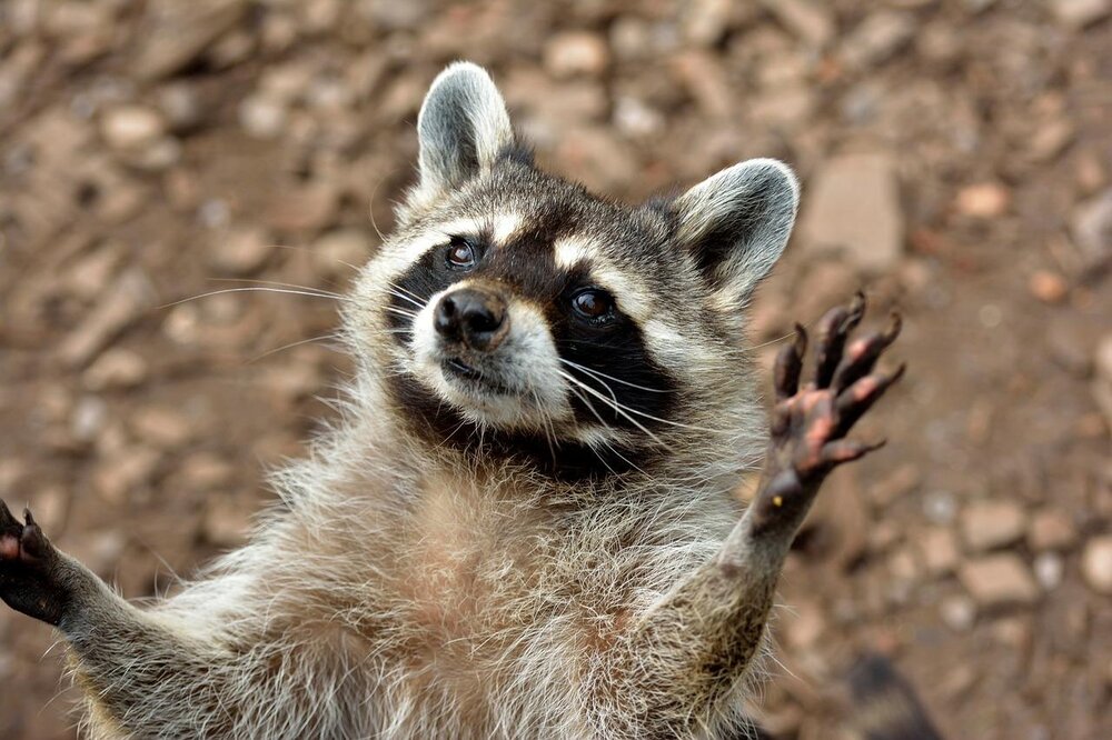 Waschbär