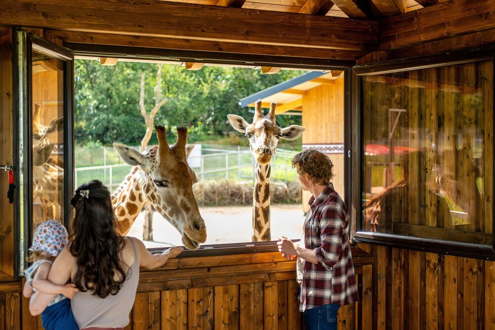 Giraffen im Tier-Erlebnispark Bell
