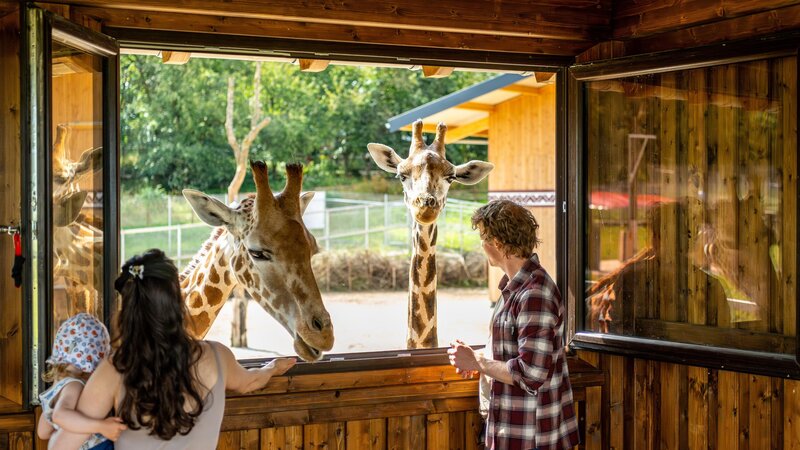 Giraffen im Tier-Erlebnispark Bell