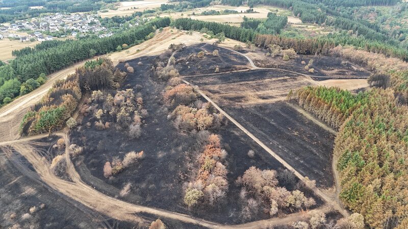 Bei dem Brand am Büschberg bei Arft ist ein großer Teil der Wacholderheide auf der Nordhälfte der Stiftungsfläche zerstört worden.