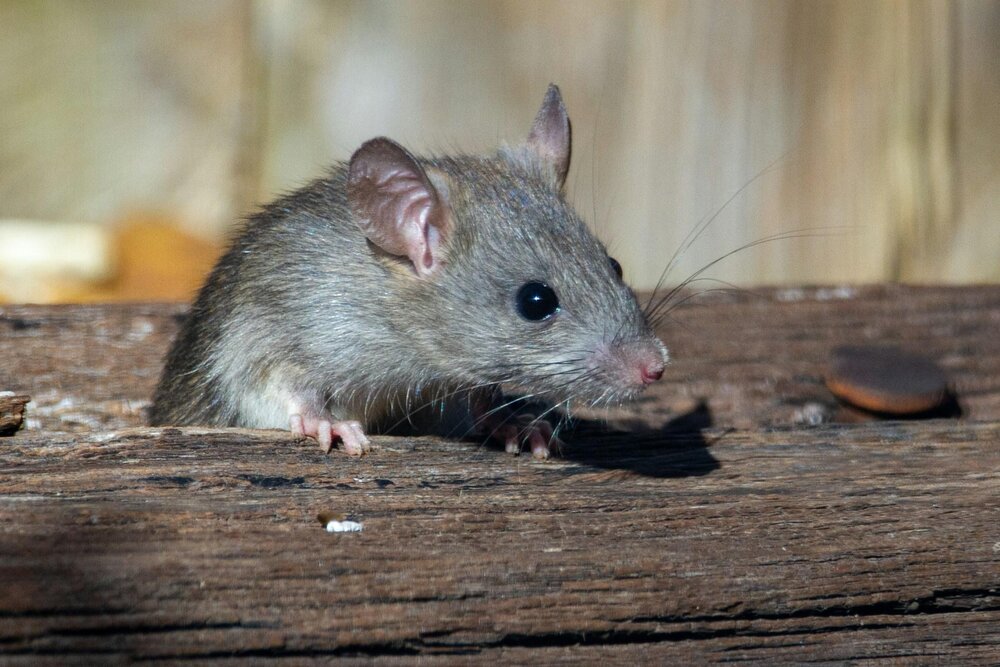 Eine Maus sitzt auf einem Stück Holz (Symbolbild) Eine Maus sitzt auf einem Stück Holz (Symbolbild)