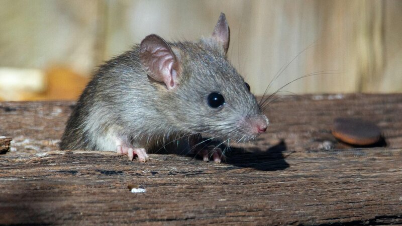 Eine Maus sitzt auf einem Stück Holz (Symbolbild)