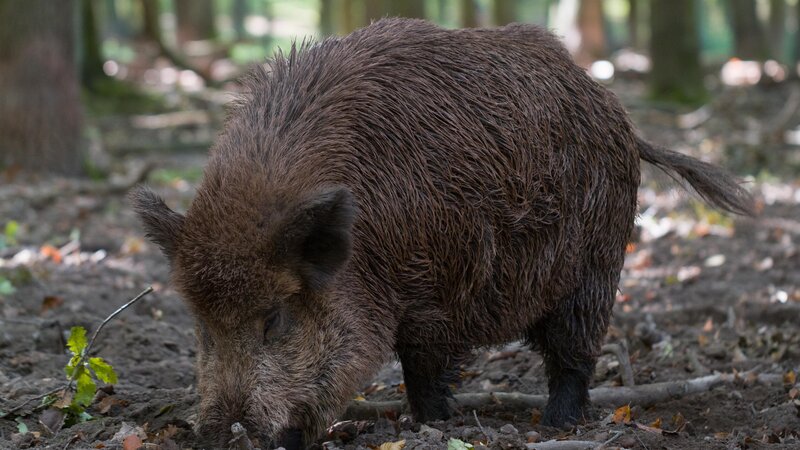 Wildschwein (Symbolbild).