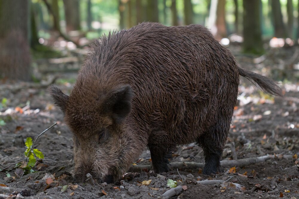 Wildschwein (Symbolbild).