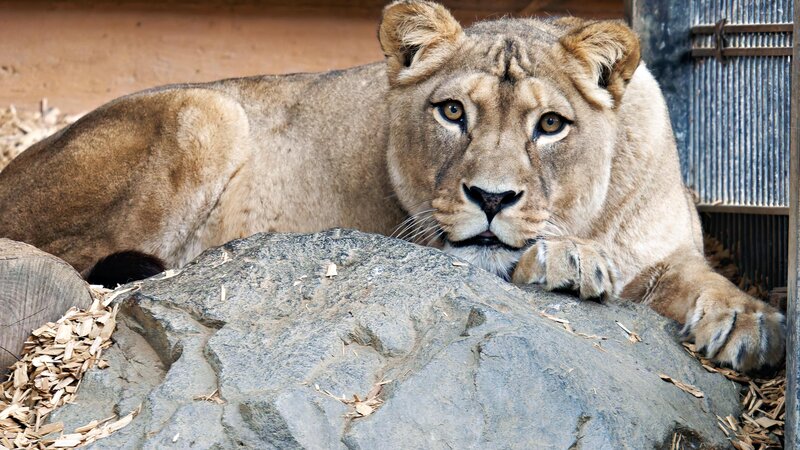 Die Berberlöwin "Zari" im Zoo Neuwied.