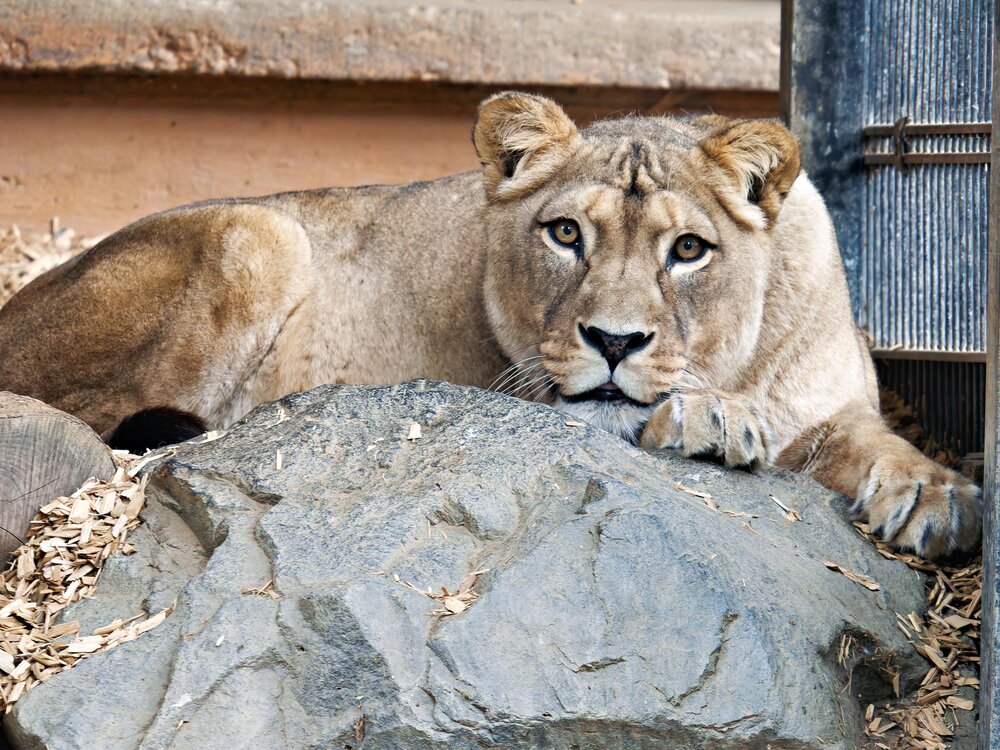 Die Berberlöwin "Zari" im Zoo Neuwied.