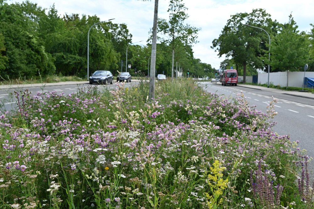 Wildblumen-Einsaaten im Stadtgebiet, hier am Wallersheimer Weg. Wildblumen-Einsaaten im Stadtgebiet, hier am Wallersheimer Weg.