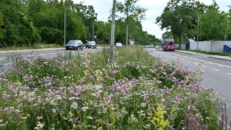 Wildblumen-Einsaaten im Stadtgebiet, hier am Wallersheimer Weg.