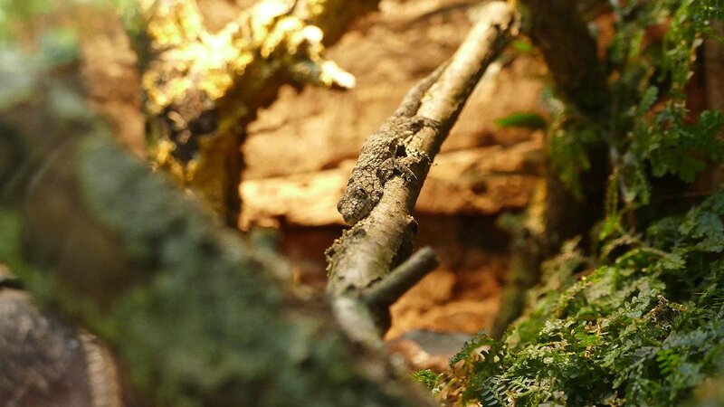 Im Neuwieder Zoo kann man viele Geckos finden.